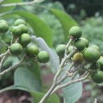 Solanum hazenii Fruit