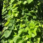 Aristolochia tomentosa Leaf