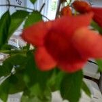 Campsis radicansVirág