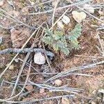 Astragalus stella Leaf