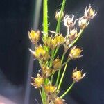 Luzula forsteri फूल