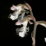Anoectochilus geniculatus Blomma