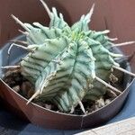 Euphorbia meloformisFeuille