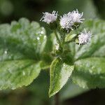 Ageratum conyzoides Flower