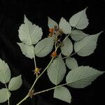 Rubus hoffmeisterianus موطن