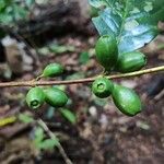 Coffea fotsoana Frucht