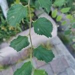 Celtis africana Folio