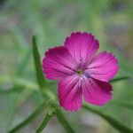 Dianthus scaberКвітка