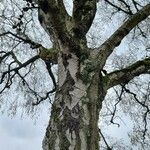 Betula pubescens Bark