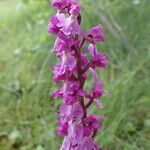 Orchis mascula Кветка