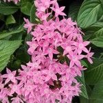 Pentas lanceolata Çiçek