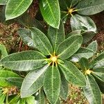 Rhododendron insigne Leaf