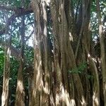 Ficus citrifolia 樹皮