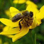 Coreopsis verticillata Цветок