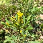 Melilotus sulcatus Flower