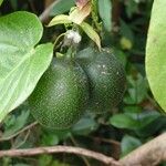 Passiflora ligularis Fruit