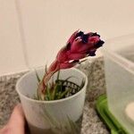 Tillandsia aeranthosVirág