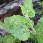 Scrophularia scorodonia Leaf