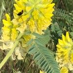 Astragalus alopecuroides Flower