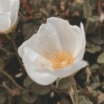 Cistus salviifoliusFlower