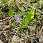 Viola adunca Virág