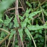 Lygodium microphyllum Leaf