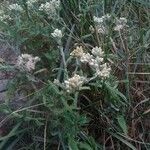 Pseudognaphalium undulatum Flower