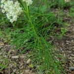 Asclepias verticillata 葉