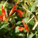 Dianthera candicans Flower