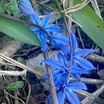 Scilla siberica Blüte
