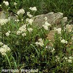 Ceanothus herbaceus অভ্যাস