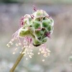 Poterium sanguisorba Flower