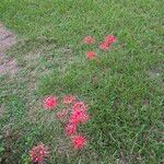 Lycoris radiata Flor