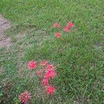 Lycoris radiata Blomst