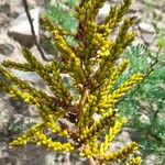 Deuterocohnia longipetala Flower