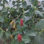 Costus spiralis Blatt