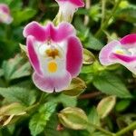 Torenia fournieriപുഷ്പം