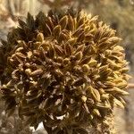 Athamanta montana Fruto