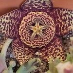 Orbea variegata Květ