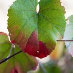 Vitis californica Blatt