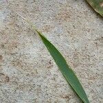 Triticum monococcum Liść