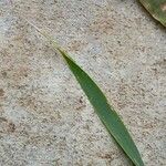 Triticum monococcum Leaf