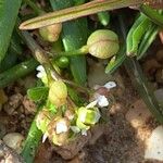 Hornungia procumbens Frukto