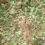 Trifolium suffocatum Feuille