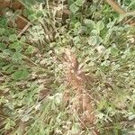 Trifolium suffocatum Likasa
