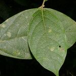 Ocotea valerioides Leaf