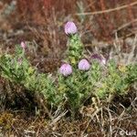 Ononis diffusa Habit
