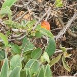 Ximenia caffra Fruit