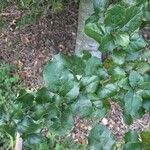 Quercus agrifolia Hoja