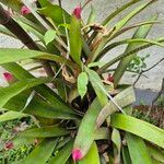 Neoregelia spectabilis Leaf